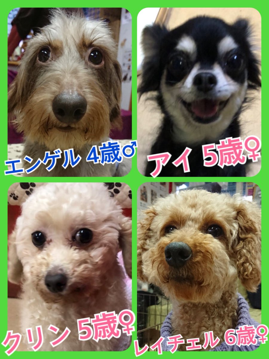 11月も最終日✨今日の里親様募集中ワンコ🐶メンバーです🐾2018,11,30